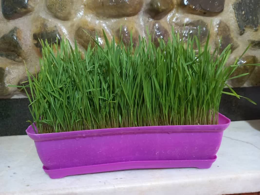 گلدان باکس مستطیلی,