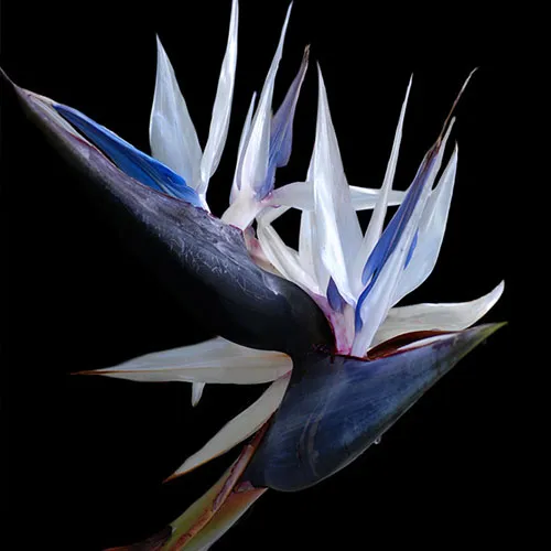 گل پرنده بهشتی یا استرلیتزیا (Strelitzia Reginae)مجموعه تولیدی سیدوس ,تولید کننده گلدان پلاستیکی سیدوس 