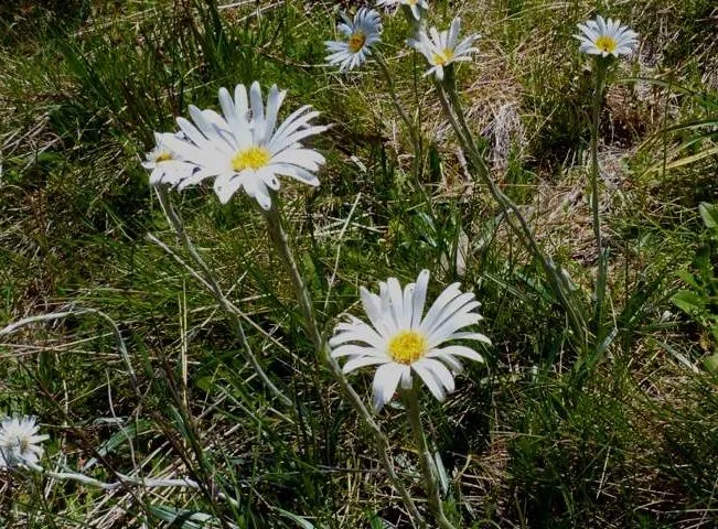 گل سلمیزیا، گل مرواریدی Celmisia walkeriنام خانواده Compositae مجموعه تولیدی سیدوس تولید کننده گلدان پلاستیکی سیدوس