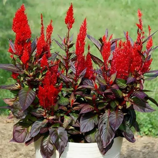 Celosia argentea Olympia Seriesتاج خروس در گلدان پلاستیکی سیدوس