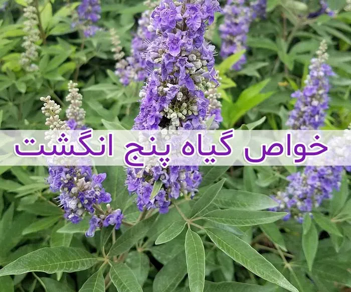 پنج انگشت یک گونه از سرده پنج انگشت است. 
نام علمی: Vitex agnus-castus
رده بندی بالاتر :ویتکس
تیره : شاه پسند
گونه: V. agnus-castus