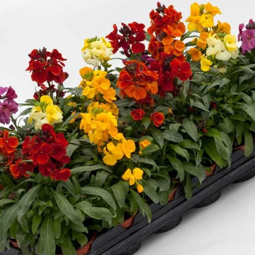گلهای زیبای بهاری که میتوان در گلدان وباغچه کاشتBeautiful spring flowers that can be planted in pots and gardens مجموعه تولیدی سیدوس ,تولید کننده گلدان پلاستیکی سیدوس ,بیش از 120نوع, اعم از گلدان استوانه ای پلاستیکی سیدوس,گلدان الماسی پلاستیکی سیدوس,گلدان مربعی پلاستیکی,گلدان مثلثی پلاستیکی,گلدان گرد پلاستیکی ,باکس مستطیلی,در اندازه های کاکتوسی تا درختچه ای