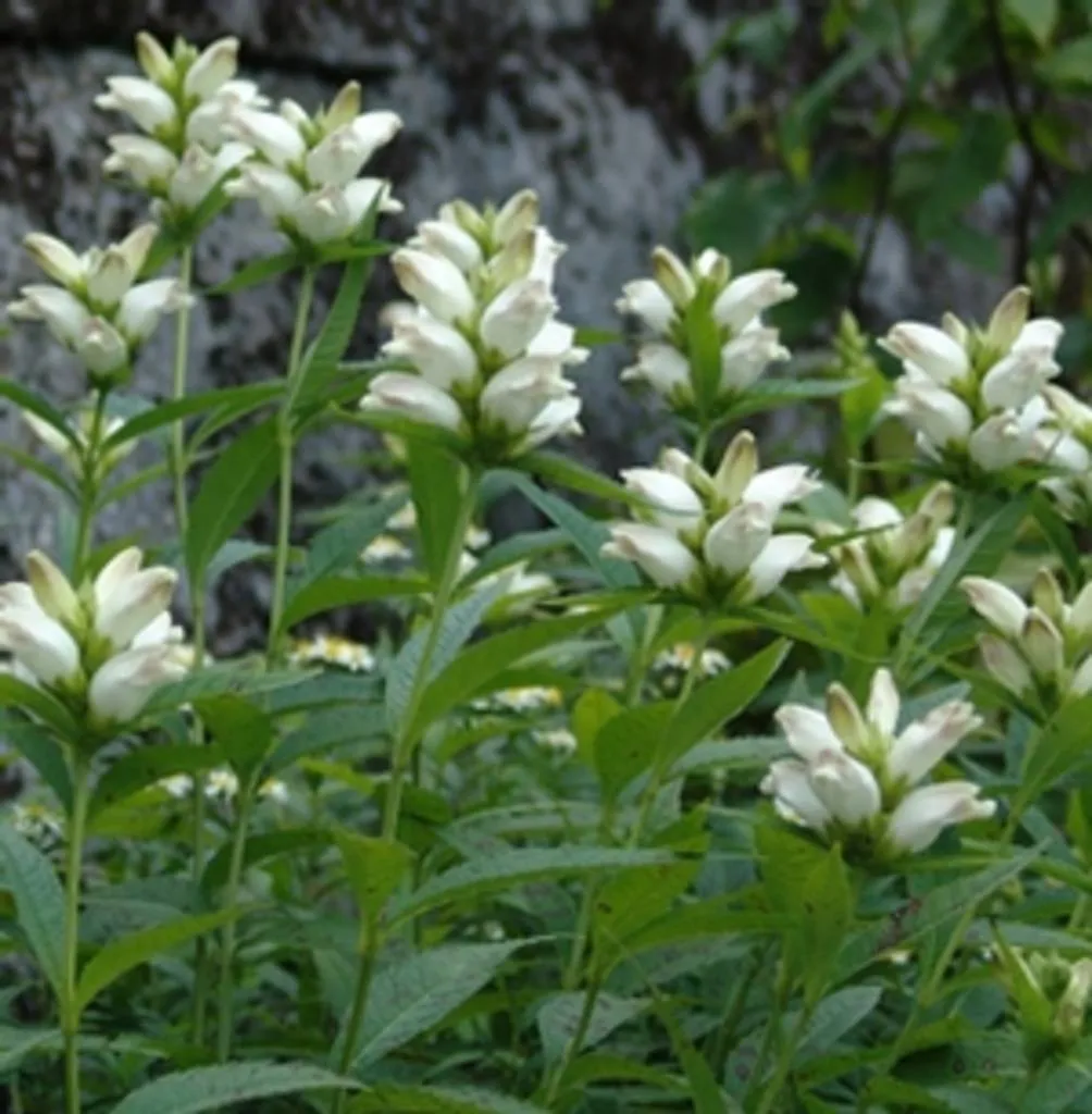 گیاه سر لاک پشت / گل عشبه (White Turtlehead)نام علمی: (Chelone glabra)