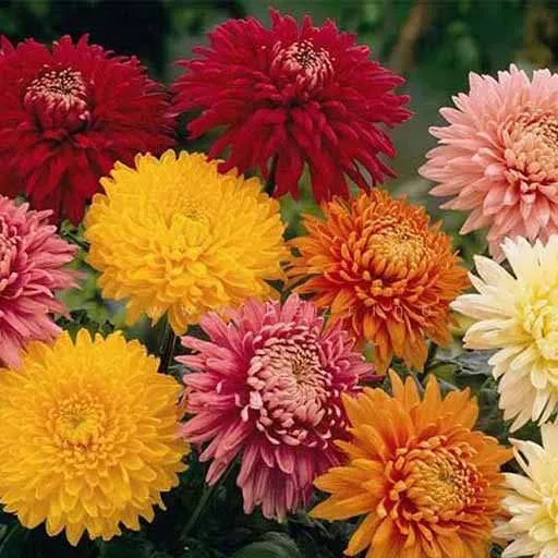chrysanthemum
گل داوودی
