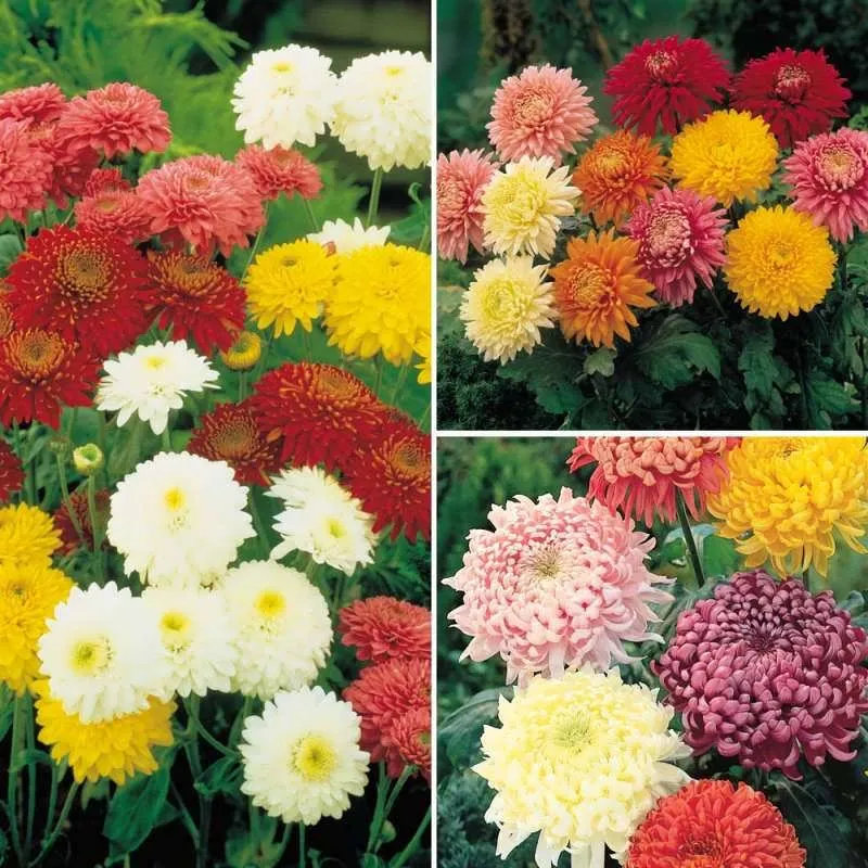گل داوودی Chrysanthemum مجموعه تولیدی سیدوس,تولید کننده گلدان پلاستیکی سیدوس
