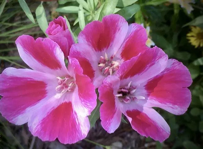 گل ریحانی با نام علمی (Clarkia grandiflora)مجموعه تولیدی سیدوس تولید کننده گلدان پلاستیکی سیدوس