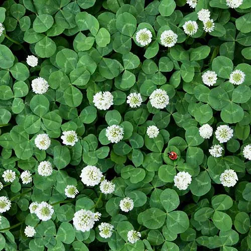 گل شبدرTrifolium rubens
مجموعه تولیدی سیدوس ,تولید کننده گلدان پلاستیکی سیدوس