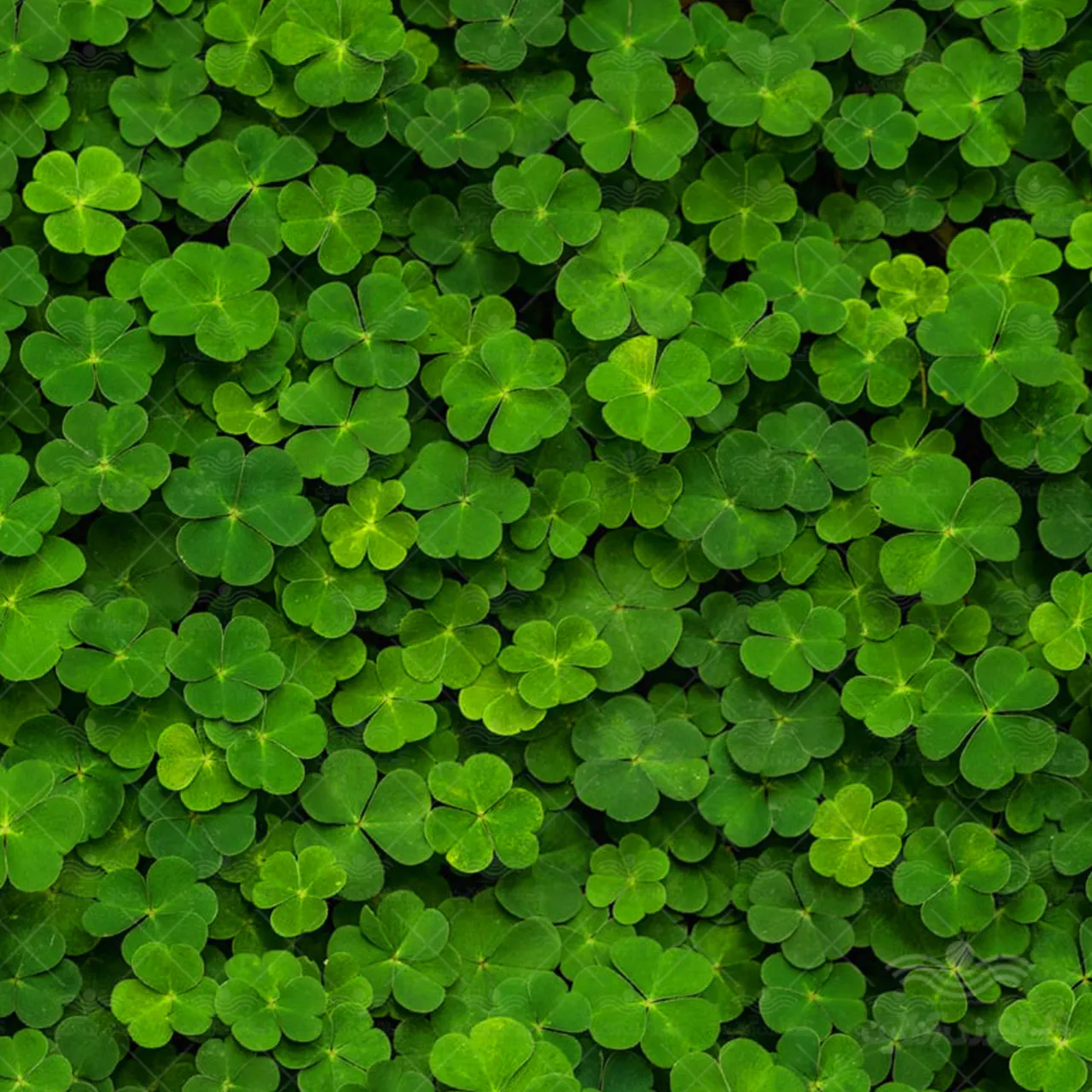گل شبدرTrifolium rubens
مجموعه تولیدی سیدوس ,تولید کننده گلدان پلاستیکی سیدوس
