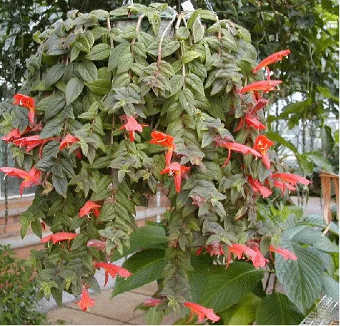 گل کولومنئا Columneaمجموعه تولیدی سیدوس ,تولید کننده گلدان پلاستیکی سیدوس ,بیش از 120نوع, اعم از گلدان استوانه ای پلاستیکی سیدوس,گلدان الماسی پلاستیکی سیدوس,گلدان مربعی پلاستیکی,گلدان مثلثی پلاستیکی,گلدان گرد پلاستیکی ,باکس مستطیلی,در اندازه های کاکتوسی تا درختچه ای