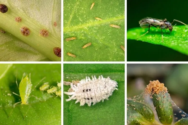 بیماری های رایج گیاهان آپارتمانیCommon houseplant diseases مجموعه تولیدی سیدوس ,تولید کننده گلدان پلاستیکی سیدوس ,بیش از 120نوع, اعم از گلدان استوانه ای پلاستیکی سیدوس,گلدان الماسی پلاستیکی سیدوس,گلدان مربعی پلاستیکی,گلدان مثلثی پلاستیکی,گلدان گرد پلاستیکی ,باکس مستطیلی,در اندازه های کاکتوسی تا درختچه ای