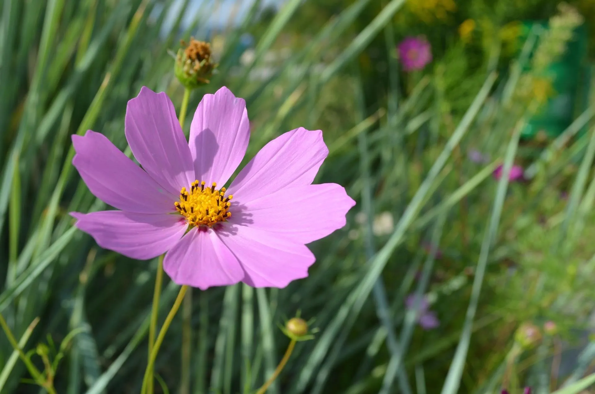 گل کیهانCosmos sulphureus ، مجموعه تولیدی سیدوس تولید کننده گلدان پلاستیکی سیدوس