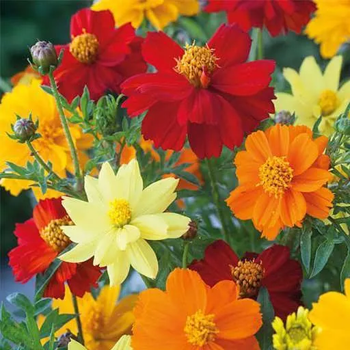 گل های بهاری وتابستانی مناسب باغچه (37گونه)Spring and summer flowers suitable for the garden (37 (species) مجموعه تولیدی سیدوس , تولید کننده گلدان های پلاستیکی سیدوس