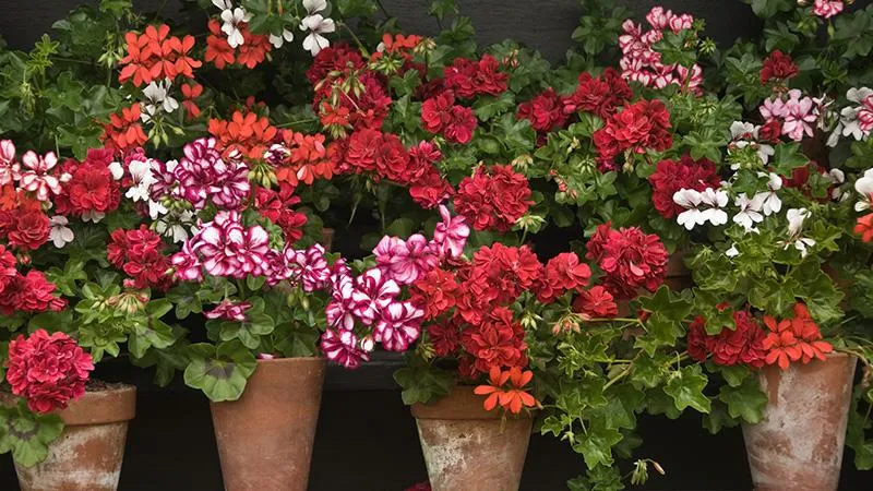 گل شمعدانیGeranium