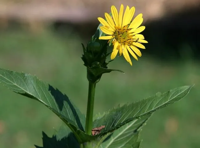 گل سیلفیوم perfoliatum Silphium خانواده Asteraceae مجموعه تولیدی سیدوس ,تولید کننده گلدان پلاستیکی سیدوس