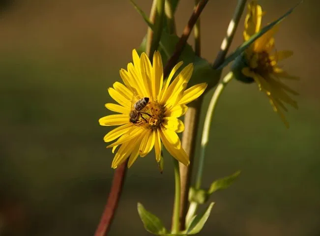 گل سیلفیومperfoliatum Silphium خانواده Asteraceae مجموعه تولیدی سیدوس ,تولید کننده گلدان پلاستیکی سیدوس