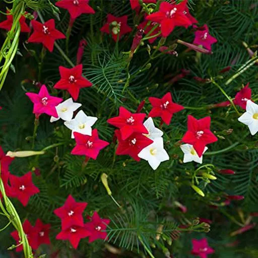 گل سرو تاک (Cardinal Climber)نام علمی: (Ipomoea quamoclit)