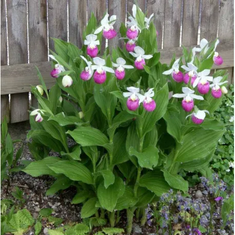 گل ارکیده کفش بانو (Ladys Slipper Orchid)نام علمی: (Cypripedium macranthos)