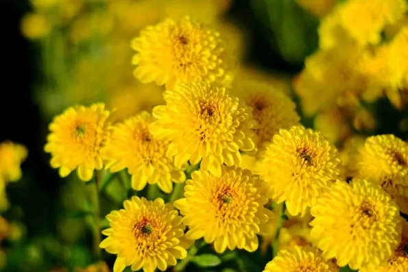 گل داوودی Chrysanthemum مجموعه تولیدی سیدوس,تولید کننده گلدان پلاستیکی سیدوس