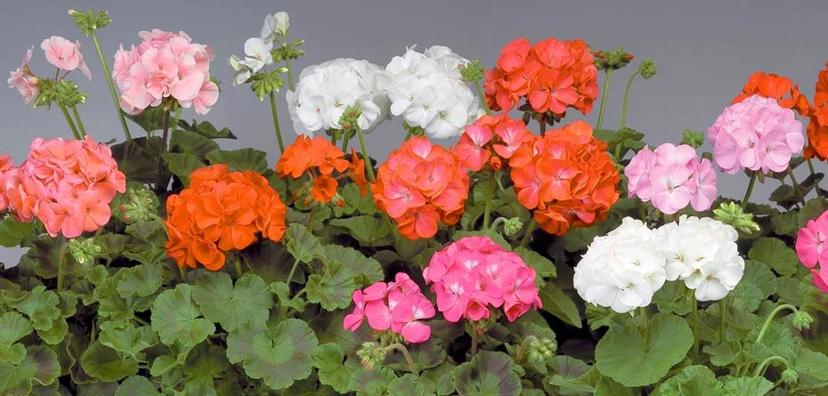 گل های بهاری وتابستانی مناسب باغچه (37گونه)Spring and summer flowers suitable for the garden (37 (species) مجموعه تولیدی سیدوس , تولید کننده گلدان های پلاستیکی سیدوس