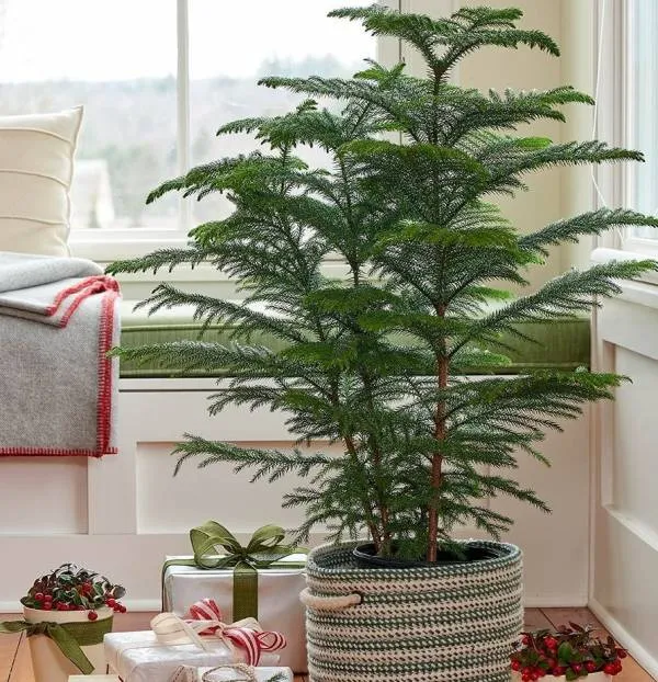 گیاهان آپارتمانی حساس ونازک نارنجیDelicate and delicate orange houseplants
مجموعه تولیدی سیدوس ,تولید کننده گلدان پلاستیکی سیدوس ,بیش از 120نوع, اعم از گلدان استوانه ای پلاستیکی سیدوس,گلدان الماسی پلاستیکی سیدوس,گلدان مربعی پلاستیکی,گلدان مثلثی پلاستیکی,گلدان گرد پلاستیکی ,باکس مستطیلی,در اندازه های کاکتوسی تا درختچه ای