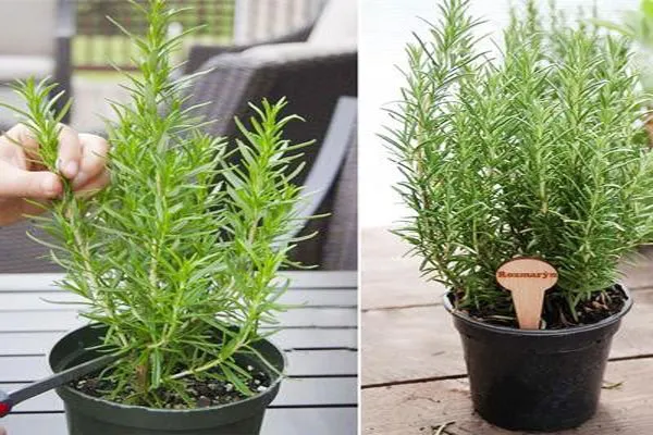 گیاه رزماری یا رومارَن یا اِکلیل کوهی و رز مریم Salvia rosmarinus تا سال ۲۰۱۷، با نام علمی Rosmarinus officinalis گلدان پلاستیکی Plastic pot, plastic vase مجموعه تولیدی سیدوس ,تولید کننده گلدان پلاستیکی سیدوس ,بیش از 120نوع, اعم از گلدان استوانه ای پلاستیکی سیدوس,گلدان الماسی پلاستیکی سیدوس,گلدان مربعی پلاستیکی,گلدان مثلثی پلاستیکی,گلدان گرد پلاستیکی ,باکس مستطیلی,در اندازه های کاکتوسی تا درختچه ای
