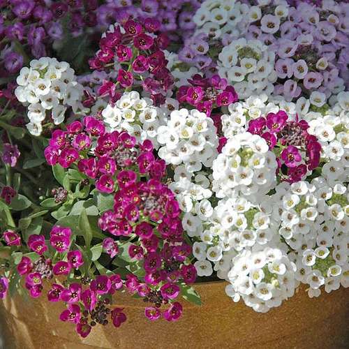 Alyssum maritimum گل آلیسوم