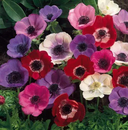 shaghayegh گل شقایق این گیاه از خانواده (Papaveraceae) با نام علمی (Shirley Series ,Papaver rhoeas) مجموعه تولیدی سیدوس تولید کننده گلدان پلاستیکی سیدوس