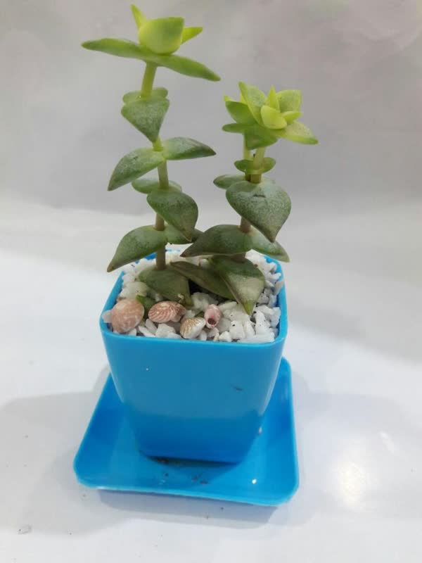 Square plastic potگلدان پلاستیکی مربعی