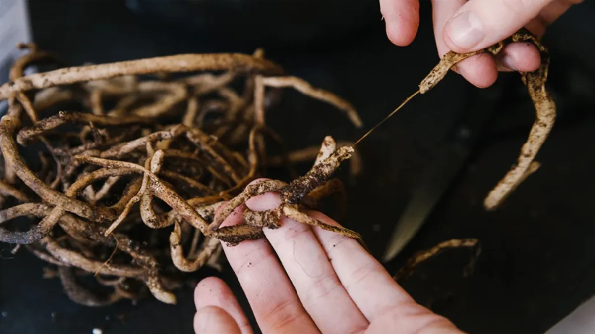 پوسیدگی ریشه گیاهان و روش درمانPlant root rot and treatment methods
مجموعه تولیدی سیدوس ,تولید کننده گلدان پلاستیکی سیدوس ,بیش از 120نوع, اعم از گلدان استوانه ای پلاستیکی سیدوس,گلدان الماسی پلاستیکی سیدوس,گلدان مربعی پلاستیکی,گلدان مثلثی پلاستیکی,گلدان گرد پلاستیکی ,باکس مستطیلی,در اندازه های کاکتوسی تا درختچه ای