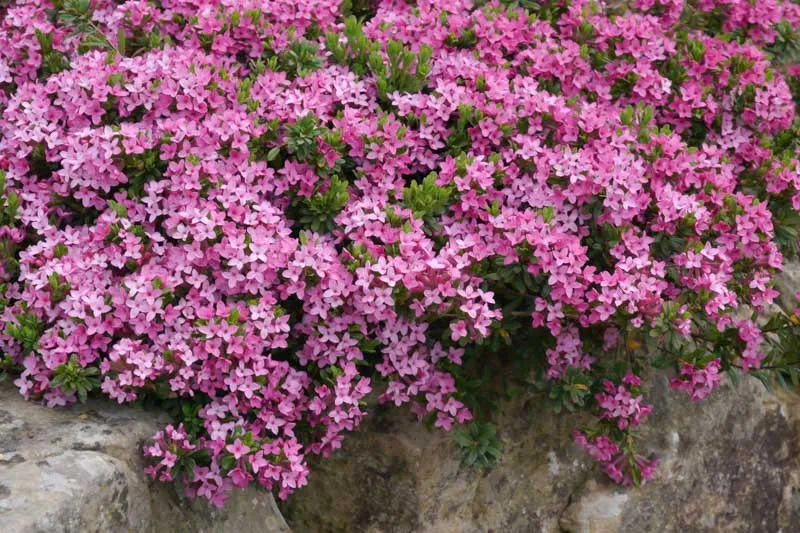 گل دافنه مزرون با نام علمی (Daphne mezereum)گلدان پلاستیکی Plastic pot, plastic vase مجموعه تولیدی سیدوس ,تولید کننده گلدان پلاستیکی سیدوس ,بیش از 120نوع, اعم از گلدان استوانه ای پلاستیکی سیدوس,گلدان الماسی پلاستیکی سیدوس,گلدان مربعی پلاستیکی,گلدان مثلثی پلاستیکی,گلدان گرد پلاستیکی ,باکس مستطیلی,در اندازه های کاکتوسی تا درختچه ای
