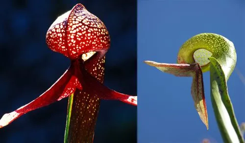 گیاهان گوشتخوار (به انگلیسی: Carnivorous plants )،با فتوسنتز انرژی تولید می‌کنند.مجموعه تولیدی سیدوس ,تولید کننده گلدان پلاستیکی سیدوس ,بیش از 120نوع, اعم از گلدان استوانه ای پلاستیکی سیدوس,گلدان الماسی پلاستیکی سیدوس,گلدان مربعی پلاستیکی,گلدان مثلثی پلاستیکی,گلدان گرد پلاستیکی ,باکس مستطیلی,در اندازه های کاکتوسی تا درختچه ای