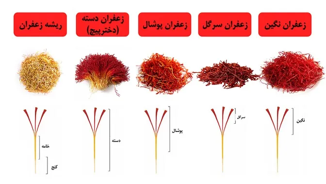 گل زعفران,زعفران سرگل, crocus-sativus, Crocus angustifolius مجموعه تولیدی سیدوس, تولید کننده گلدان پلاستیکی سیدوس 
