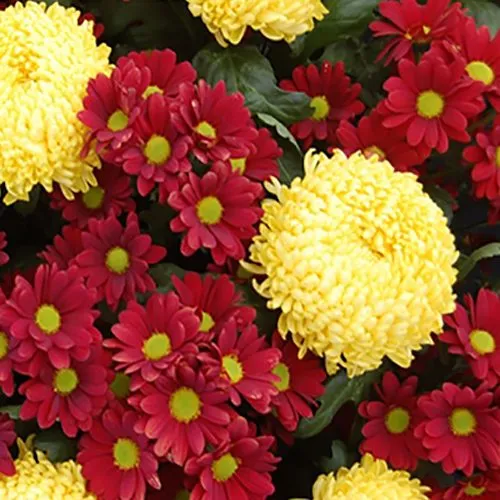 گل داوودی Chrysanthemum مجموعه تولیدی سیدوس,تولید کننده گلدان پلاستیکی سیدوس