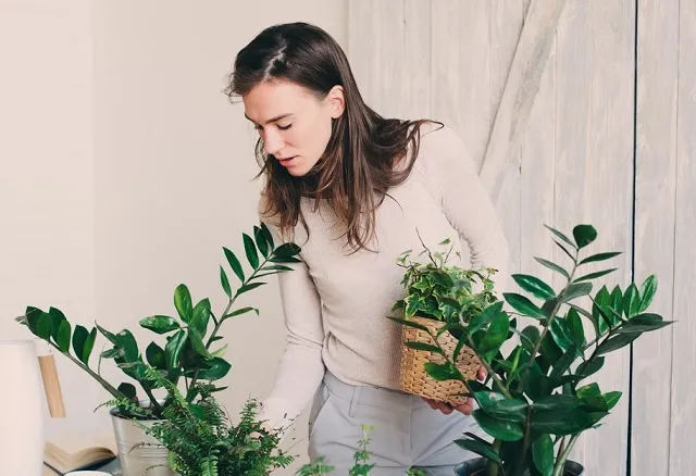 گیاهان آپارتمانی مناسب برای افراد آلرژیکHouseplants suitable for allergy sufferers
مجموعه تولیدی سیدوس ,تولید کننده گلدان پلاستیکی سیدوس ,بیش از 120نوع, اعم از گلدان استوانه ای پلاستیکی سیدوس,گلدان الماسی پلاستیکی سیدوس,گلدان مربعی پلاستیکی,گلدان مثلثی پلاستیکی,گلدان گرد پلاستیکی ,باکس مستطیلی,در اندازه های کاکتوسی تا درختچه ای