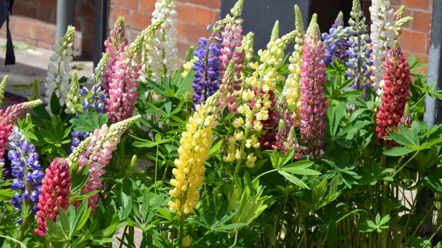 ,گل ترمس,گل لوپن,گل انگشتانه هندی، large leaved lupine , big leaved lupineمجموعه تولیدی سیدوس تولید کننده گلدان پلاستیکی سیدوس
