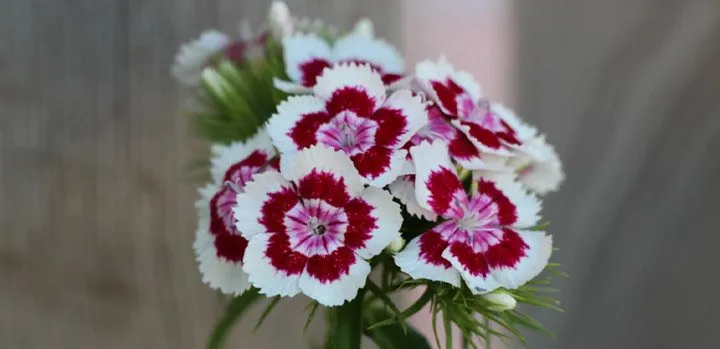گل قرنفل carnation flower Caryophylaceae