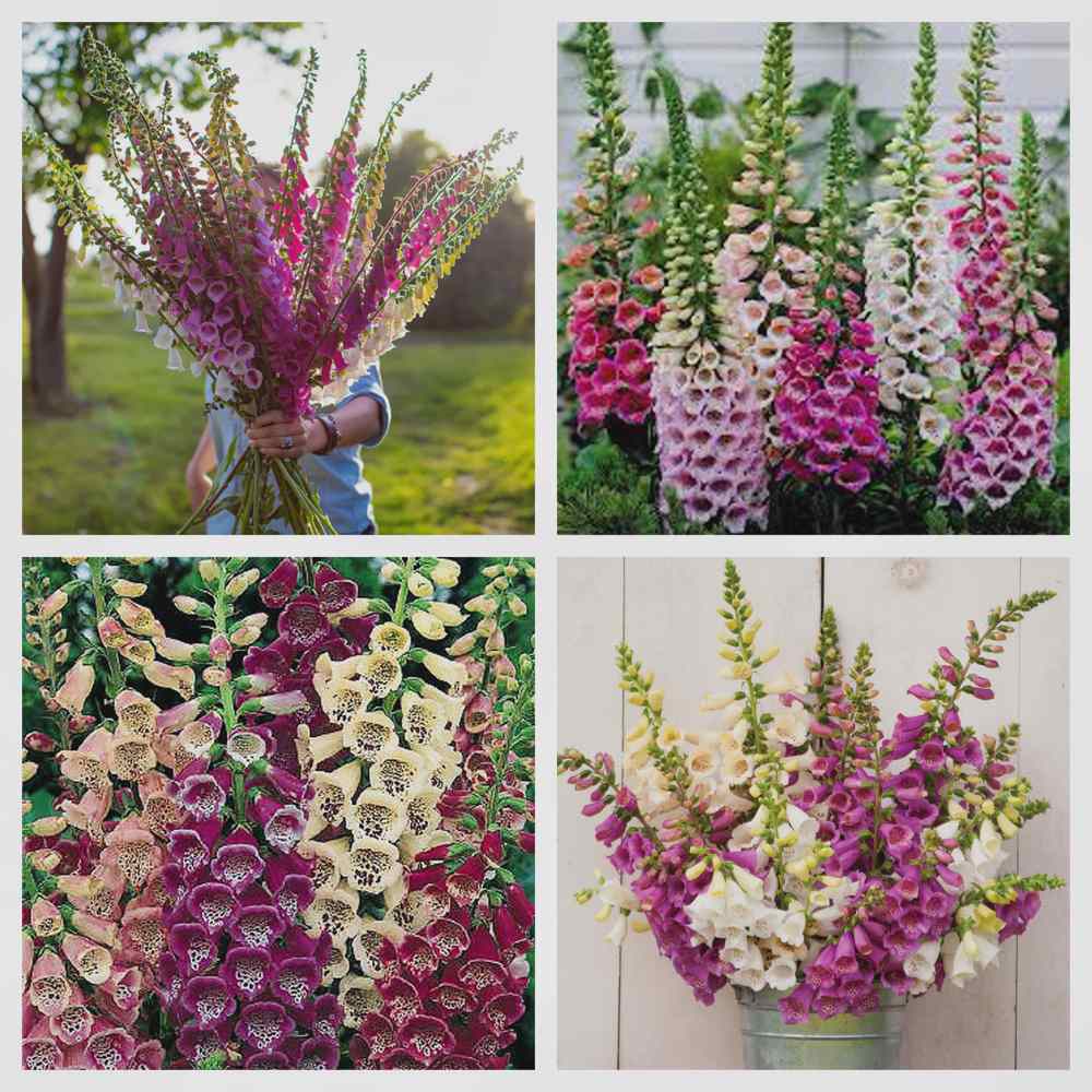 گل انگشتانه,COMMON FOXGLOVE