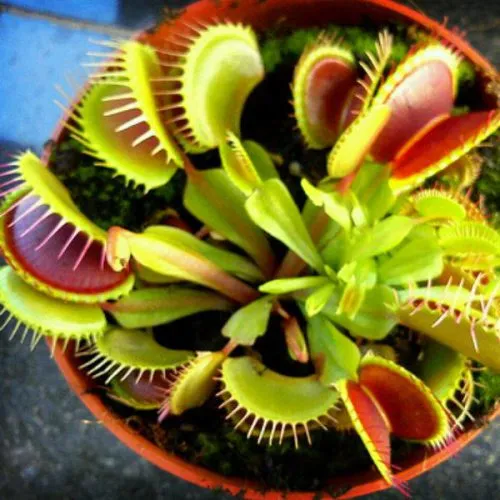 گیاهان گوشتخوار (به انگلیسی: Carnivorous plants )،با فتوسنتز انرژی تولید می‌کنند.مجموعه تولیدی سیدوس ,تولید کننده گلدان پلاستیکی سیدوس ,بیش از 120نوع, اعم از گلدان استوانه ای پلاستیکی سیدوس,گلدان الماسی پلاستیکی سیدوس,گلدان مربعی پلاستیکی,گلدان مثلثی پلاستیکی,گلدان گرد پلاستیکی ,باکس مستطیلی,در اندازه های کاکتوسی تا درختچه ای