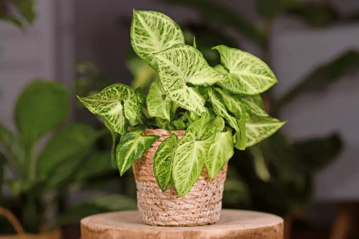 گیاه سینگونیوم (Syngonium) وفنگ شویی این گیاه مجموعه تولیدی سیدوس ,تولید کننده گلدان پلاستیکی سیدوس