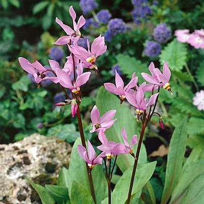 گیاه دوزینه یا گل دوز (Shooting Star)نام علمی: (Dodecatheon meadia)