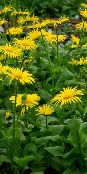 پلنگ کش یا دُرونَج (به انگلیسی: Doronicum) گیاهی است از خانواده گل‌ستاره‌ای‌ها (به انگلیسی: Asteraceae).مجموعه تولیدی سیدوس تولید کننده گلدان پلاستیکی سیدوس
