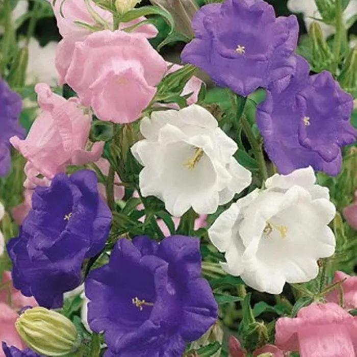 گل زنگوله ای چینی Platycodon Grandiflorus مجموعه تولیدی سیدوس تولید کننده گلدان پلاستیکی سیدوس تدوین:مینو غفوری ساداتیه آدرس اینستاگرام:gooldono.stand.sidoos@ تلفن:09308743868