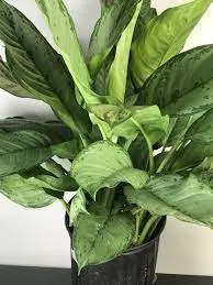 آگلونما بی جی فریمن (Aglaonema BJ Freeman)