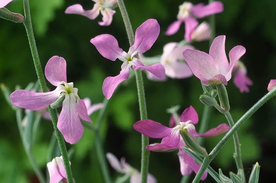 گل چلیپا / گل استوک رایحه شب (Night-Scented Stock)نام علمی: (Matthiola longipetala)