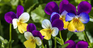 گل بنفشه
Violets
