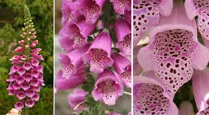 گل انگشتانه ,گل انگشتی,foxglove