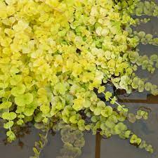 لیزوماکیا (Creeping Jenny)