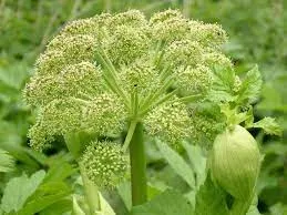 سنبل ختایی,آنجلیکا,Angelica gigas