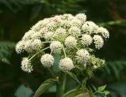 سنبل ختایی, gigas,Hyacinth of error,Angelica