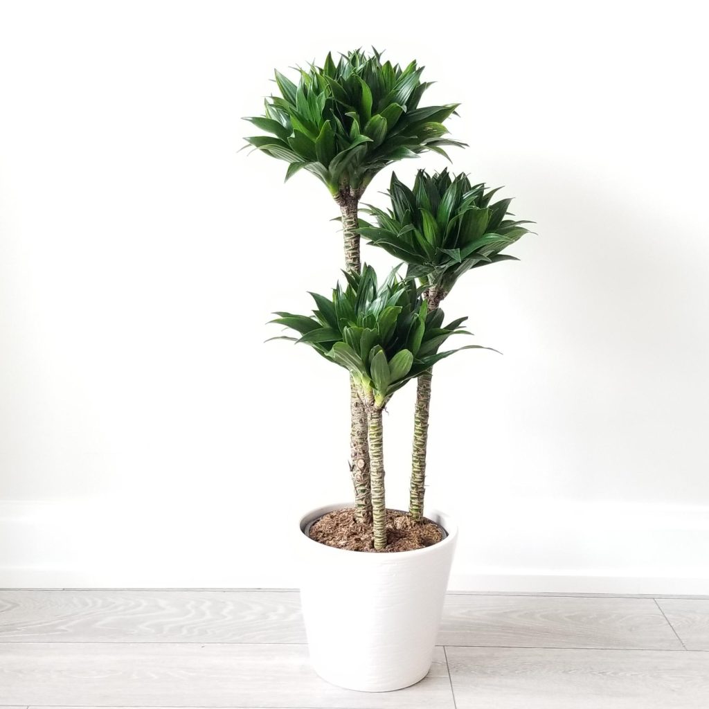 dracena compacta